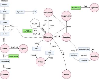 Amino Acid Metabolic Vulnerabilities in Acute and Chronic Myeloid <mark class="highlighted">Leukemias</mark>